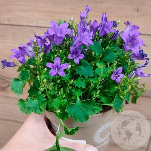 Кампанула фиолетовая в магазине Цветы Планеты Кампанула фиолетовая в магазине Цветы Планеты