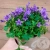 Кампанула фиолетовая в магазине Цветы Планеты Кампанула фиолетовая в магазине Цветы Планеты