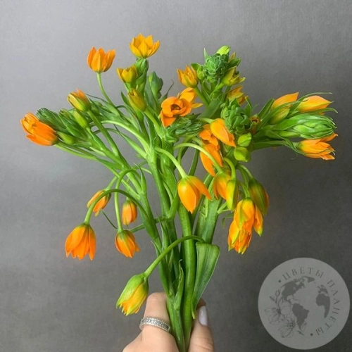 Орнитогалум оранжевый 9 шт. в магазине Цветы Планеты