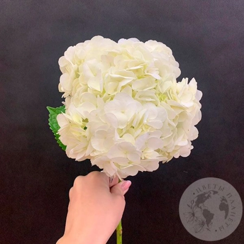 Гортензия белая в магазине Цветы Планеты Гортензия белая