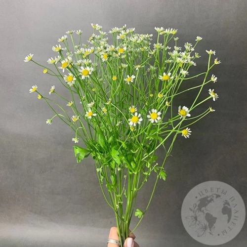 Танацетум 5 шт.