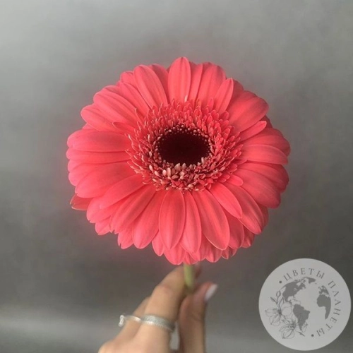 Гербера мини нежно-розовая