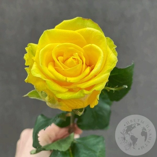 Роза желтая 50 см. Роза желтая 50 см. в магазине Цветы Планеты