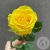 Роза желтая 50 см. Роза желтая 50 см. в магазине Цветы Планеты