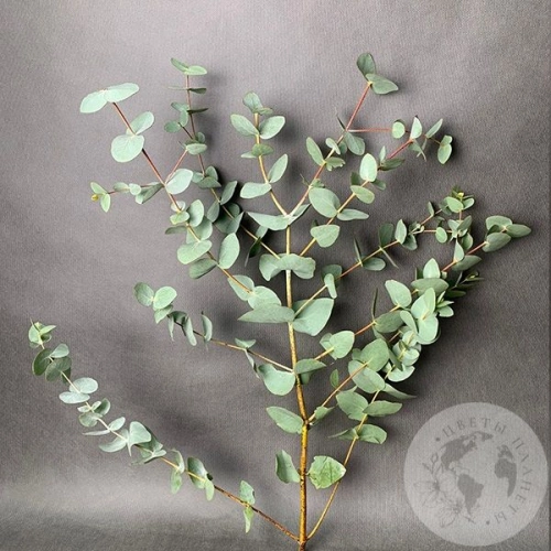 Эвкалипт (пучок) в магазине Цветы Планеты