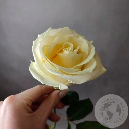 Роза белая 50 см.