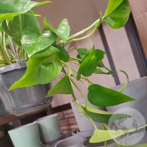 Эпипремнум в магазине Цветы Планеты