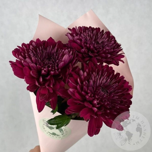 3 хризантемы бордовых