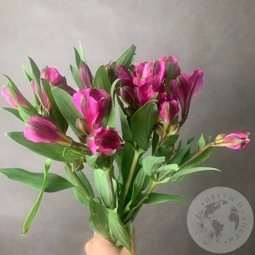 5 Альстромерий ярко-розовых