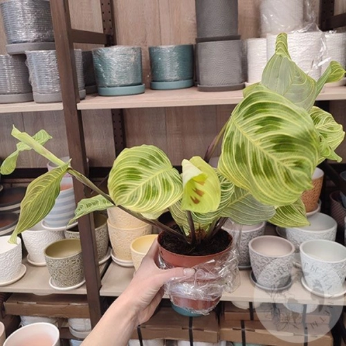 Маранта в магазине Цветы Планеты