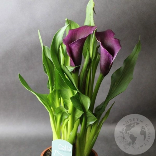 Каллы домашние фиолетовые в магазине Цветы Планеты