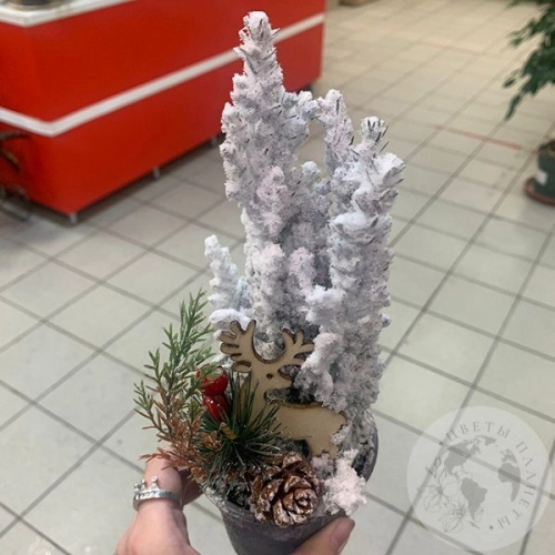 Кипарис крашенный