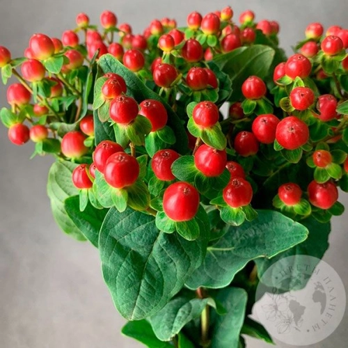 Гиперикум красный 9 шт. в магазине Цветы Планеты