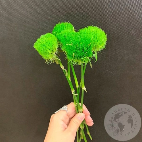 5 гвоздик Грин Трик в магазине Цветы Планеты