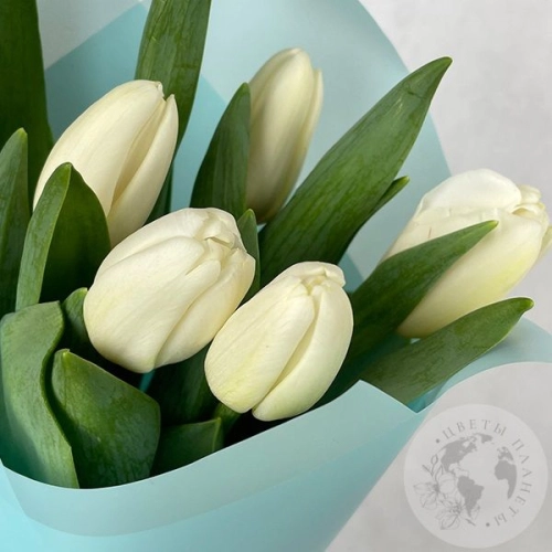 5 тюльпанов белых в магазине Цветы Планеты
