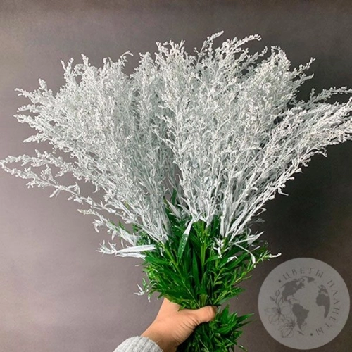 9 Солидаго белых в магазине Цветы Планеты