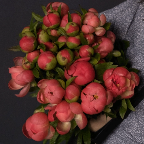 31 пион розовый в магазине Цветы Планеты