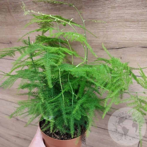 Аспарагус в магазине Цветы Планеты Аспарагус в магазине Цветы Планеты