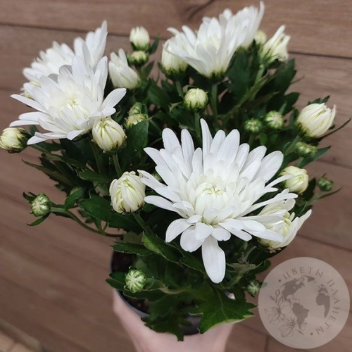 Хризантема комнатная белая в магазине Цветы Планеты Хризантема комнатная белая в магазине Цветы Планеты