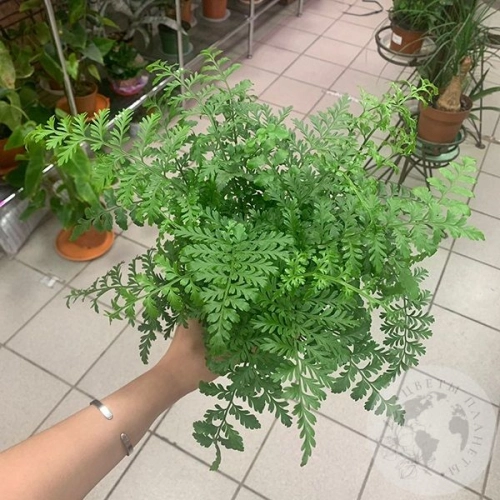 Папоротник