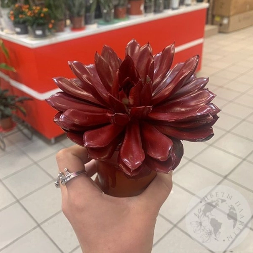 Эхеверия Агавоидес Таурус