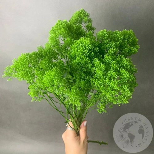 Трахелиум зеленый 7 шт. в магазине Цветы Планеты