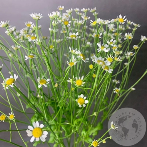 Танацетум 7 шт.