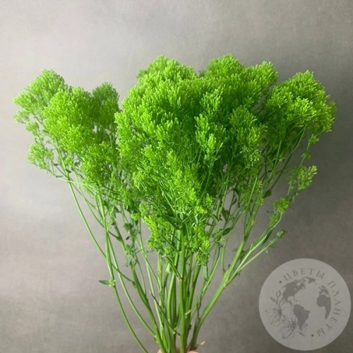 Трахелиум зеленый 7 шт. в магазине Цветы Планеты