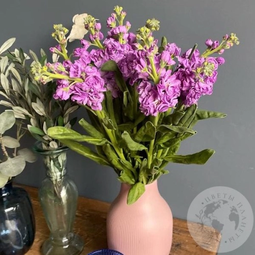 Маттиола розовая 7 шт. в магазине Цветы Планеты