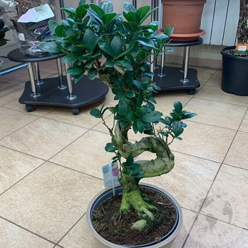 Фикус Джинсенг