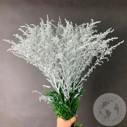 7 Солидаго белых в магазине Цветы Планеты