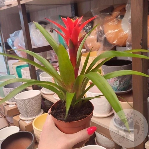 Гузмания комнатная в магазине Цветы Планеты