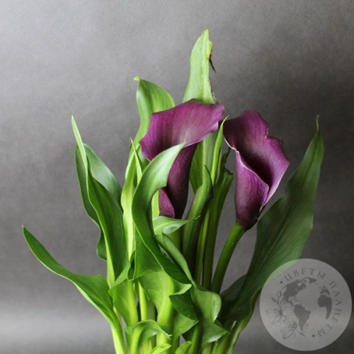 Каллы домашние фиолетовые в магазине Цветы Планеты