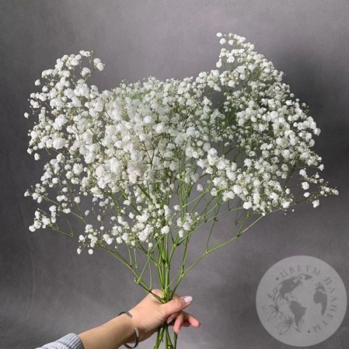 Гипсофила белая 5 шт. Гипсофила белая 5 шт. в магазине Цветы Планеты