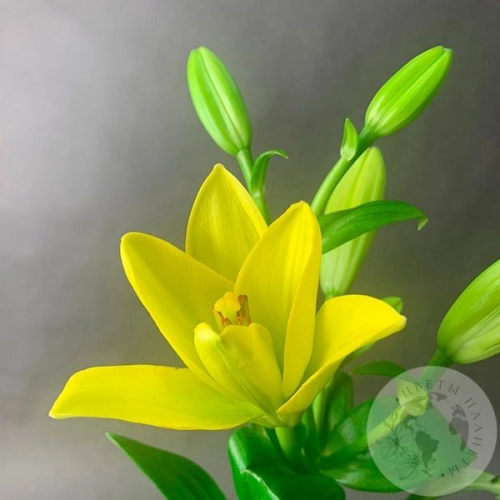 Золотая лилия