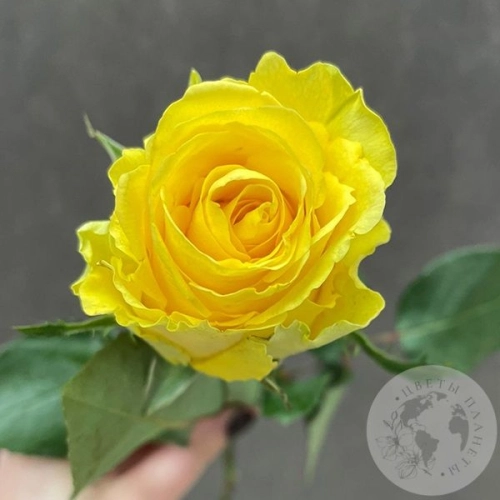 Роза желтая 40 см. в магазине Цветы Планеты