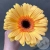 Гербера желтая