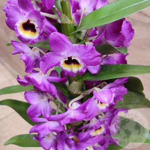 Орхидея Дендробиум фиолетовая в магазине Цветы Планеты Орхидея Дендробиум фиолетовая в магазине Цветы Планеты