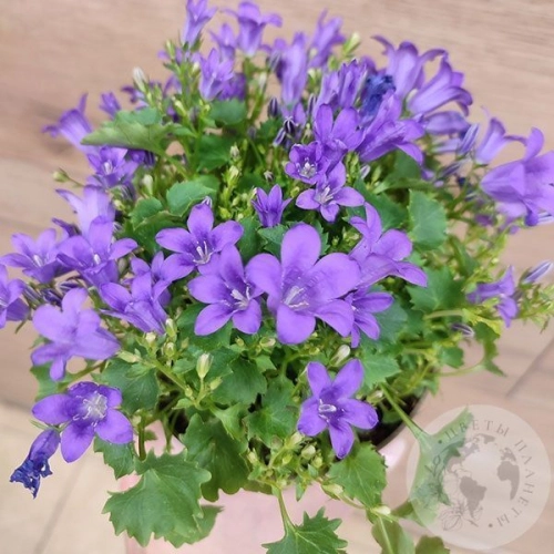 Кампанула фиолетовая в магазине Цветы Планеты Кампанула фиолетовая в магазине Цветы Планеты