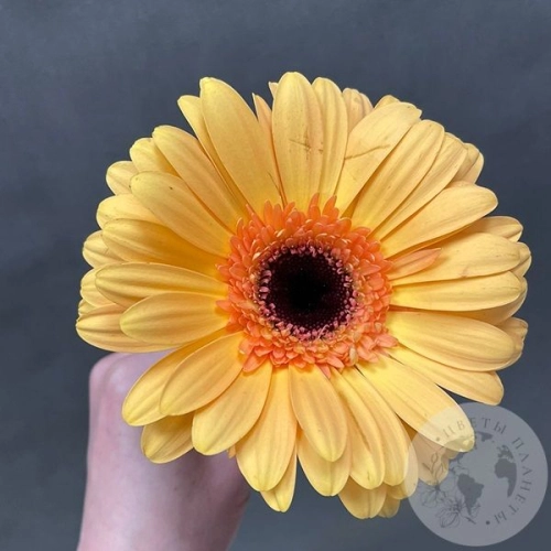 Гербера желтая