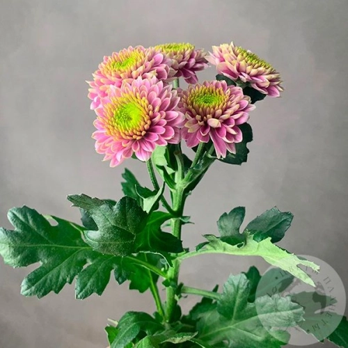 Хризантема кустовая розовая