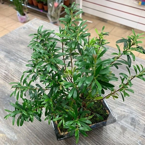 Бонсай - комнатное растение