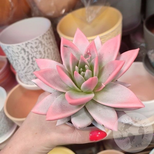 Эхеверия комнатная в магазине Цветы Планеты