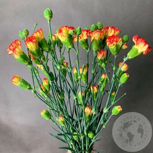 13 гвоздик кустовых желто-красных