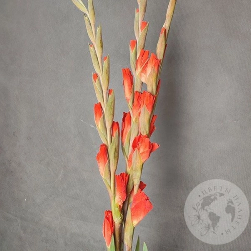 Гладиолус 3 шт. в магазине Цветы Планеты