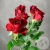 Кустовая роза красная 60 см. Кустовая роза красная 60 см. в магазине Цветы Планеты