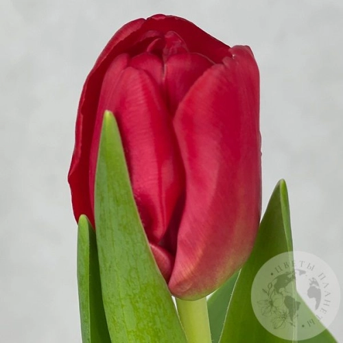 Тюльпан красный в магазине Цветы Планеты