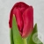 Тюльпан красный в магазине Цветы Планеты