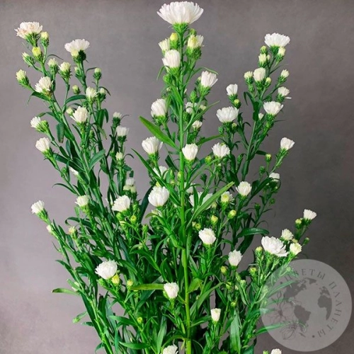 Астер белый 5 шт. в магазине Цветы Планеты