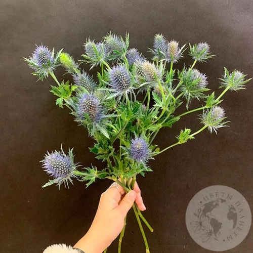 Эрингиум 5 шт. в магазине Цветы Планеты